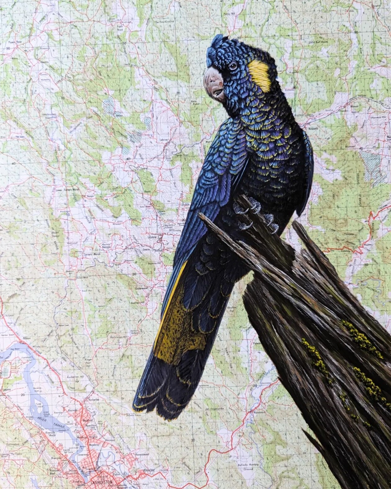 Exquisite Bird Paintings Added To Vintage Book Pages That Describe Them By Craig Williams (4)