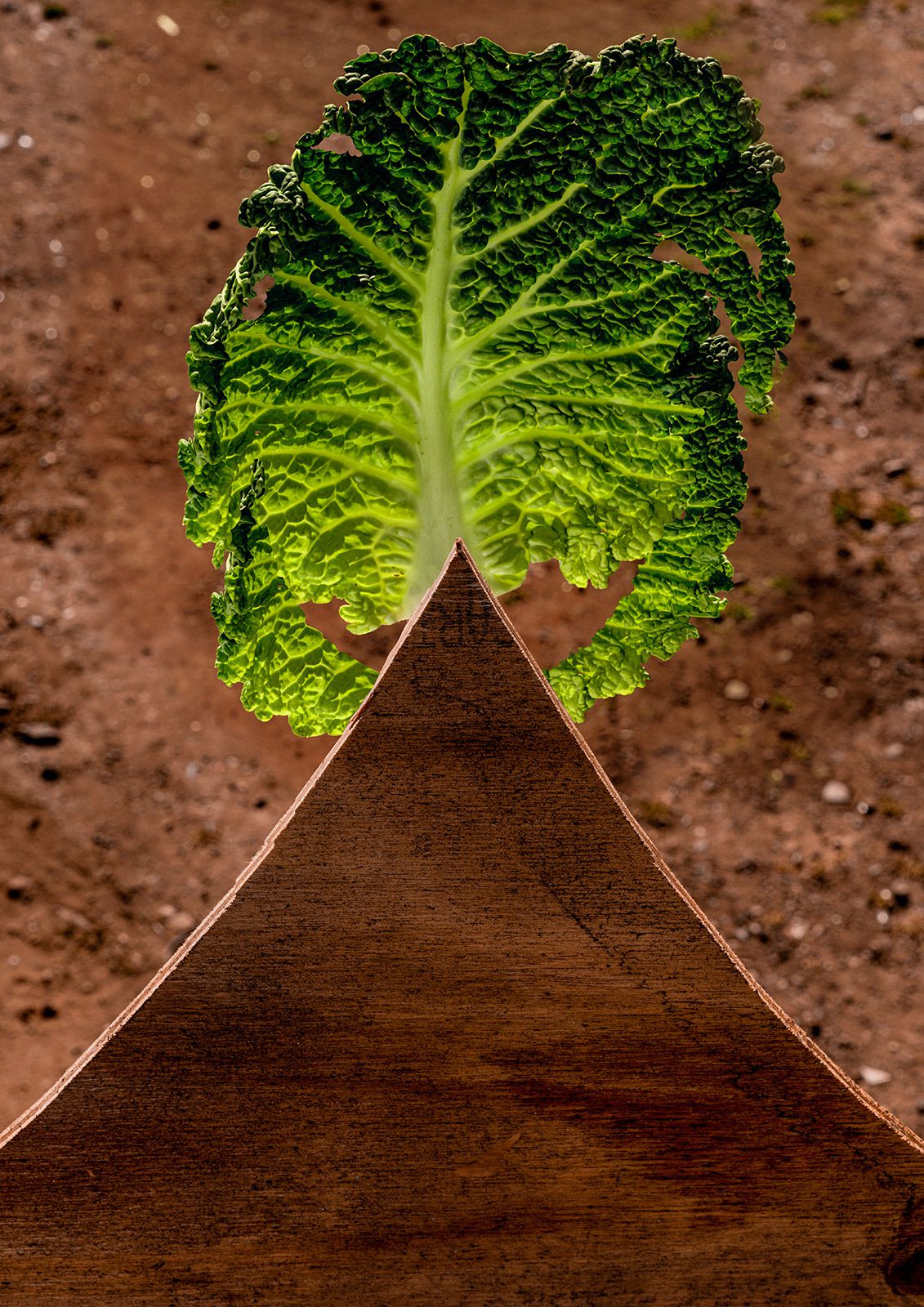 Semaphore, A Photography Series By Emmaline Zanelli (5)