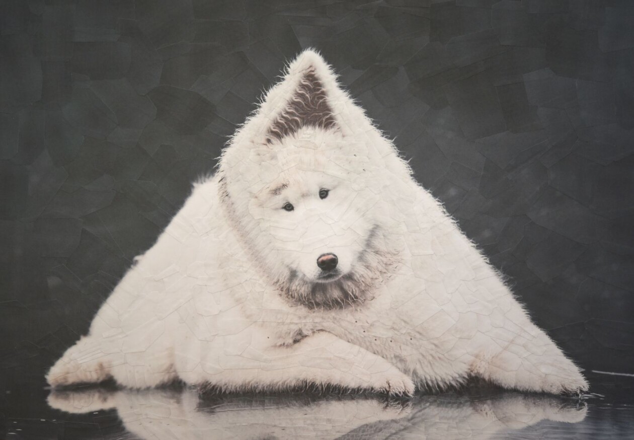 The Strangely Distorted Pet And People Collages Of Lola Dupre (17)