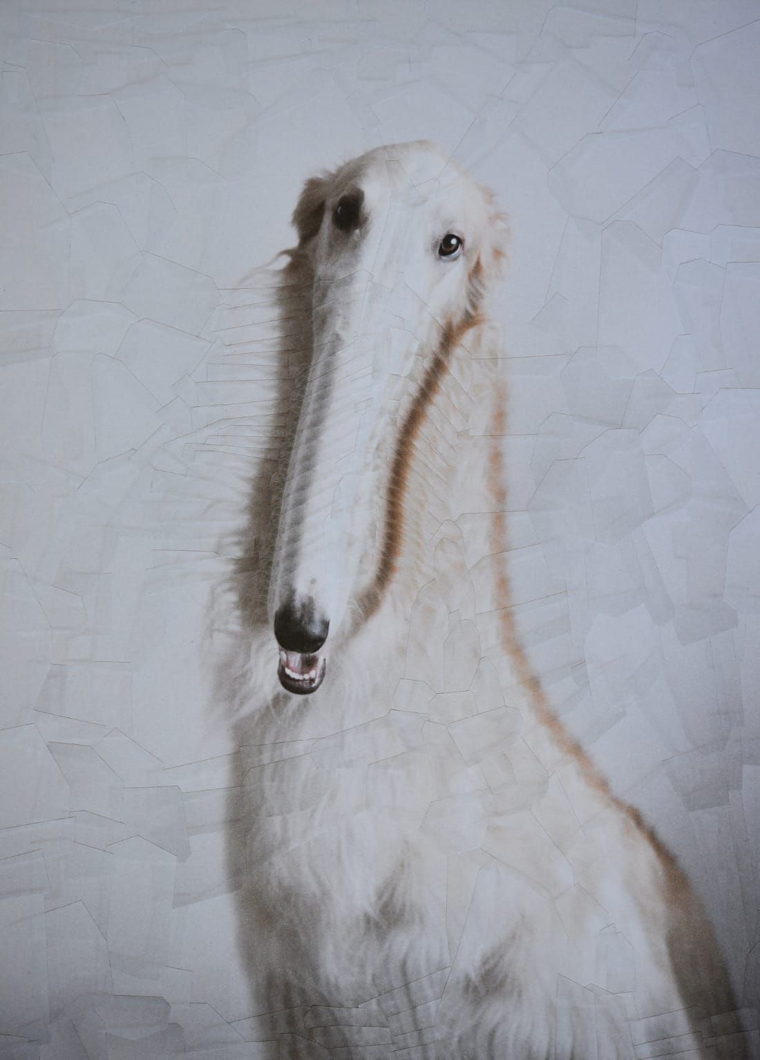 The Strangely Distorted Pet And People Collages Of Lola Dupre (32)