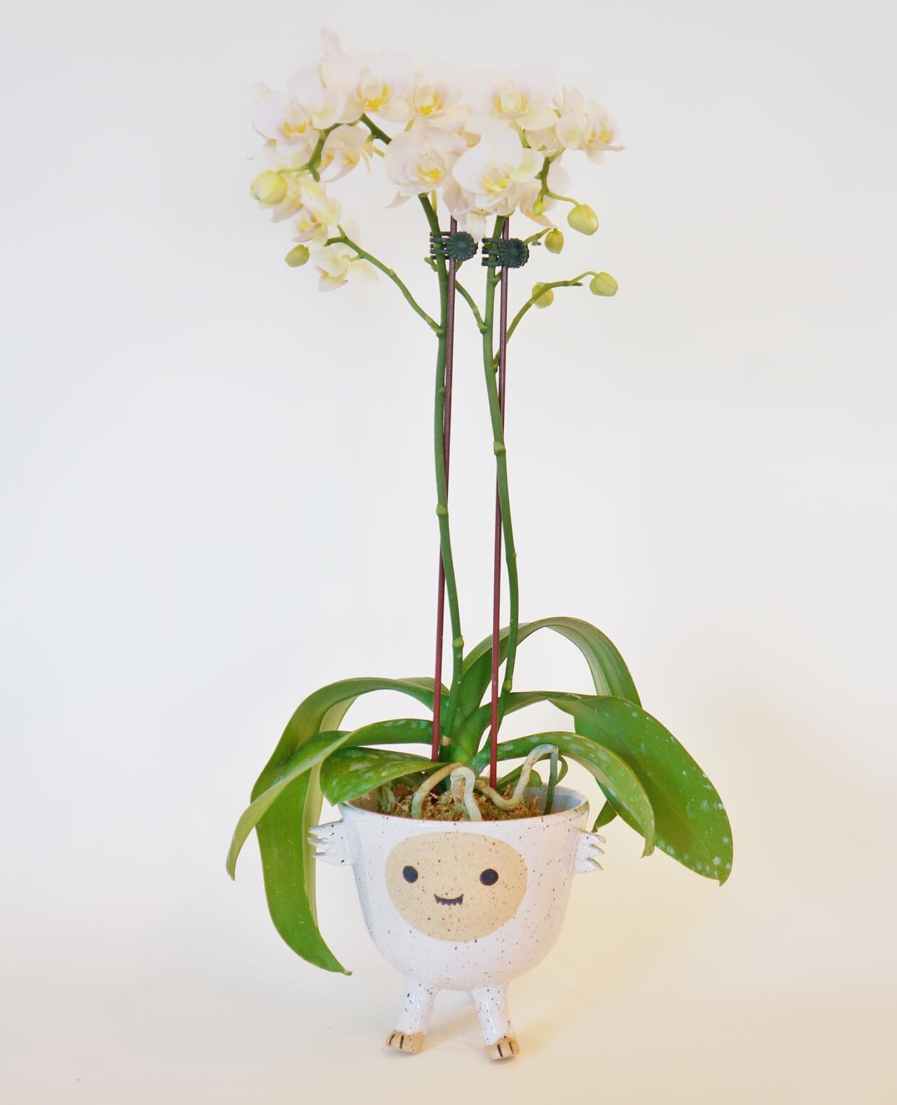 Amusing And Adorable Anthropomorphic Planters By Abby Ozaltug (6)