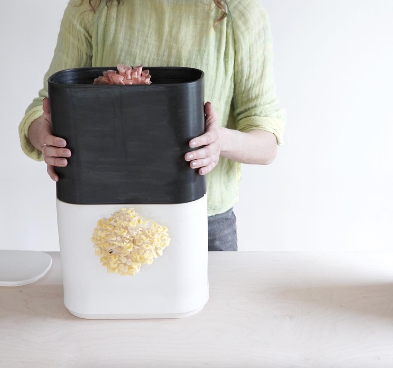 Gus, The Home Mushroom Cultivator By Good Growing (1)