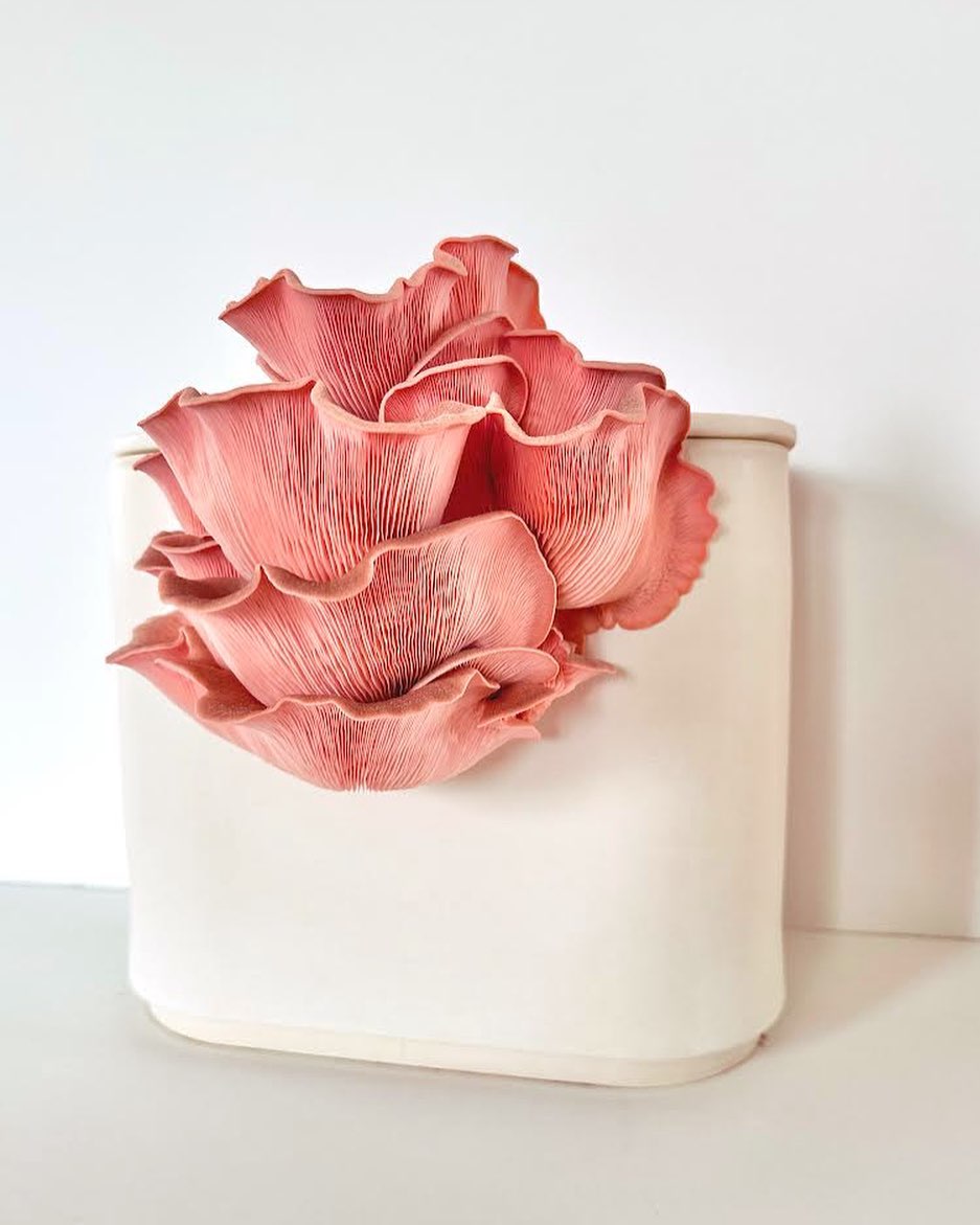 Gus, The Home Mushroom Cultivator By Good Growing (2)