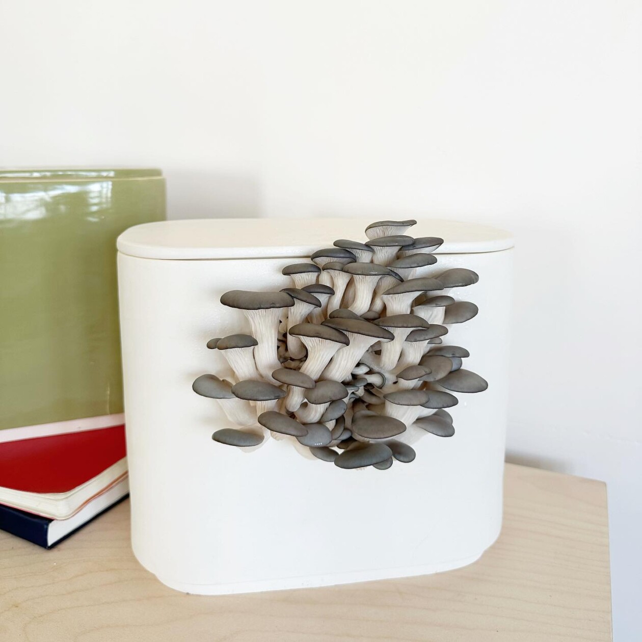 Gus, The Home Mushroom Cultivator By Good Growing (3)