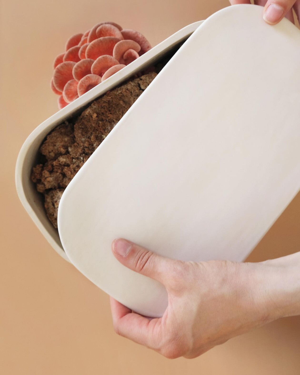 Gus, The Home Mushroom Cultivator By Good Growing (4)