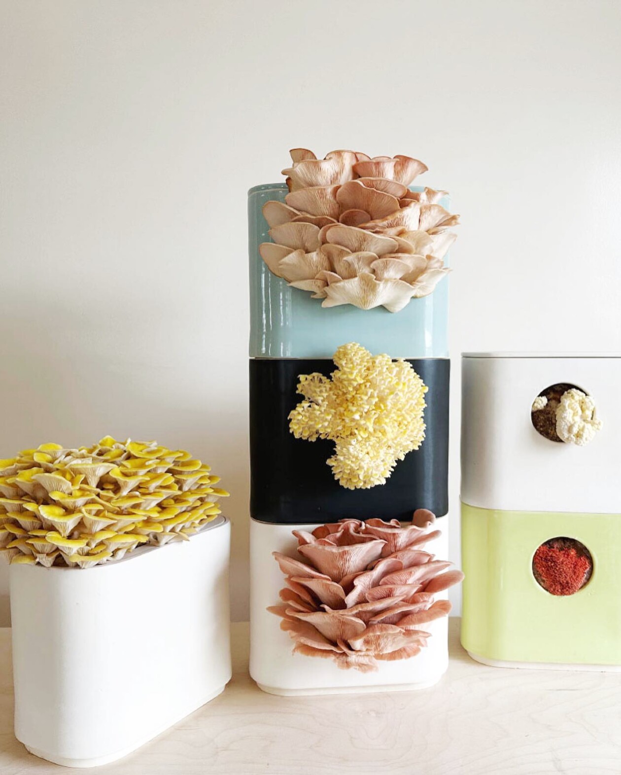 Gus, The Home Mushroom Cultivator By Good Growing (5)