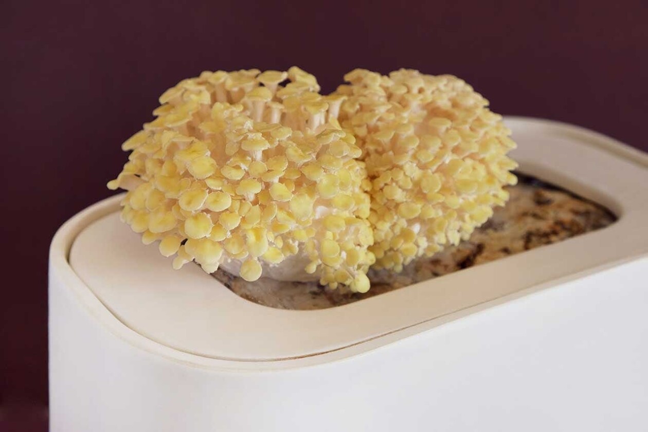 Gus, The Home Mushroom Cultivator By Good Growing (7)