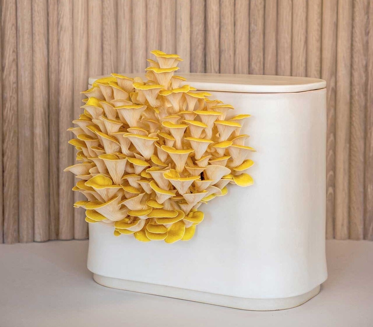 Gus, The Home Mushroom Cultivator By Good Growing (8)