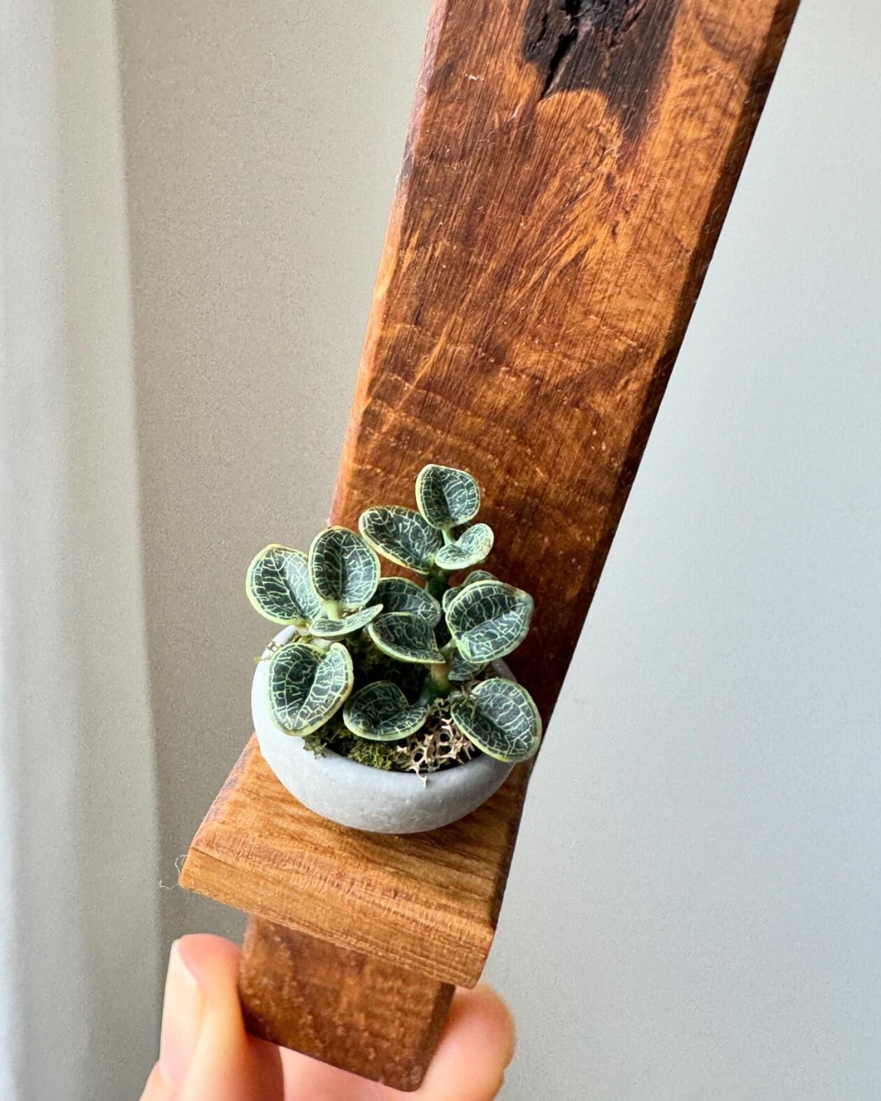 Handmade Miniature Polymer Clay Plants By Astrid Wilk (22)