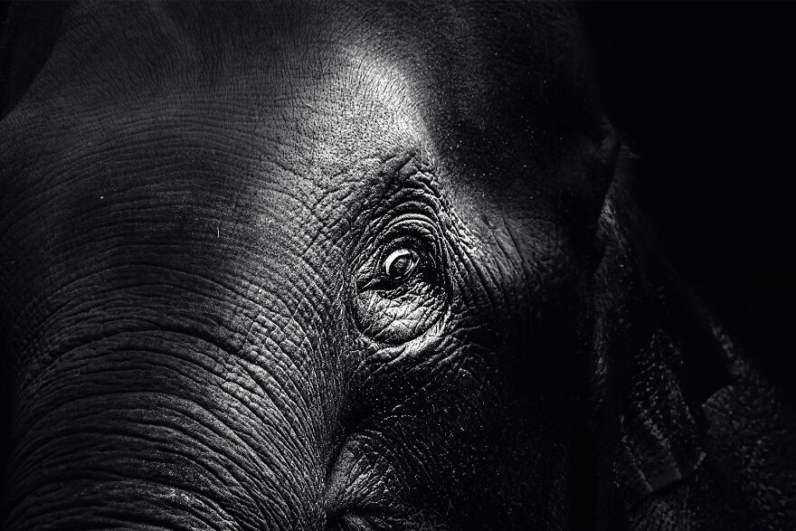 Marvelous Close Up Eye Portraits Taken At The Zoo By Mac So (11)