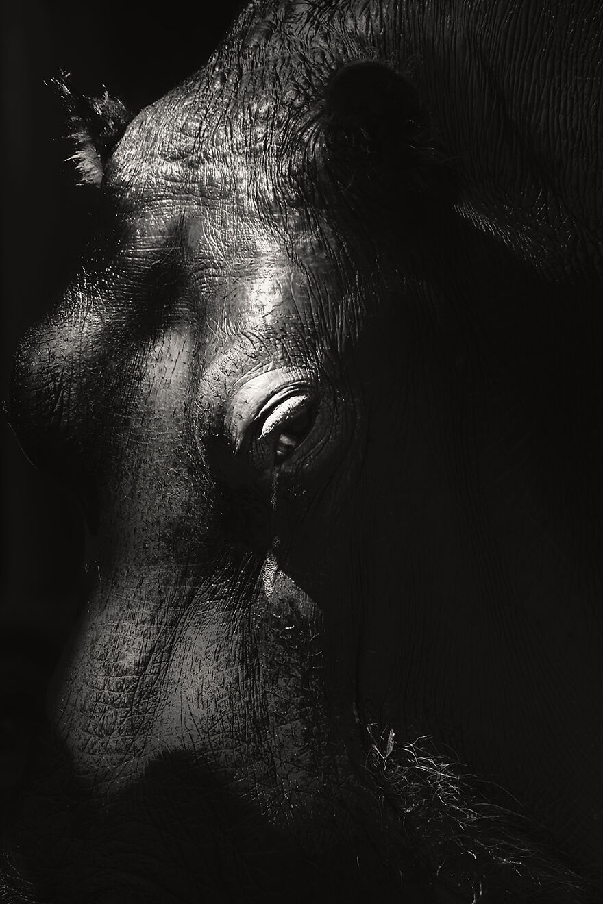 Marvelous Close Up Eye Portraits Taken At The Zoo By Mac So (12)