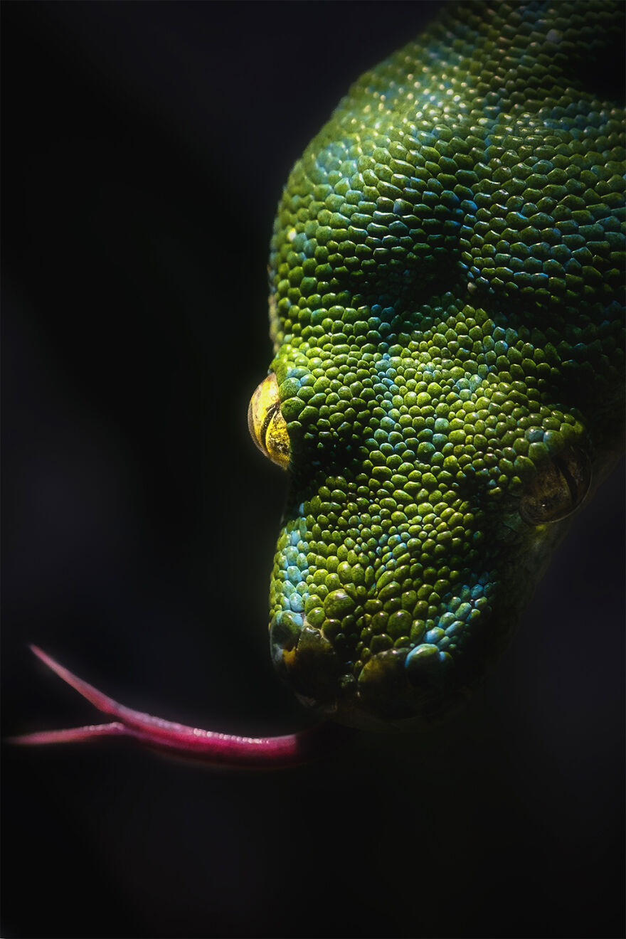 Marvelous Close Up Eye Portraits Taken At The Zoo By Mac So (2)