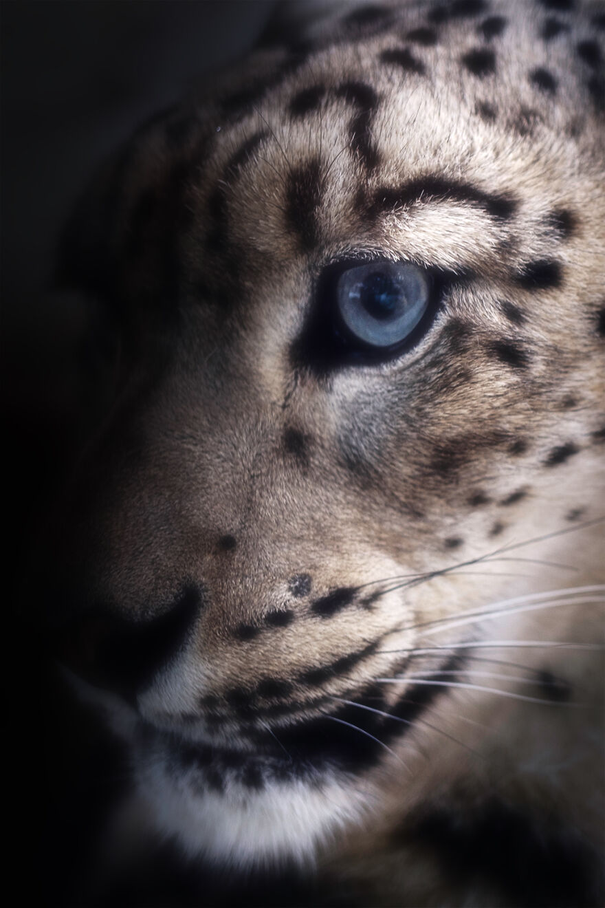 Marvelous Close Up Eye Portraits Taken At The Zoo By Mac So (3)