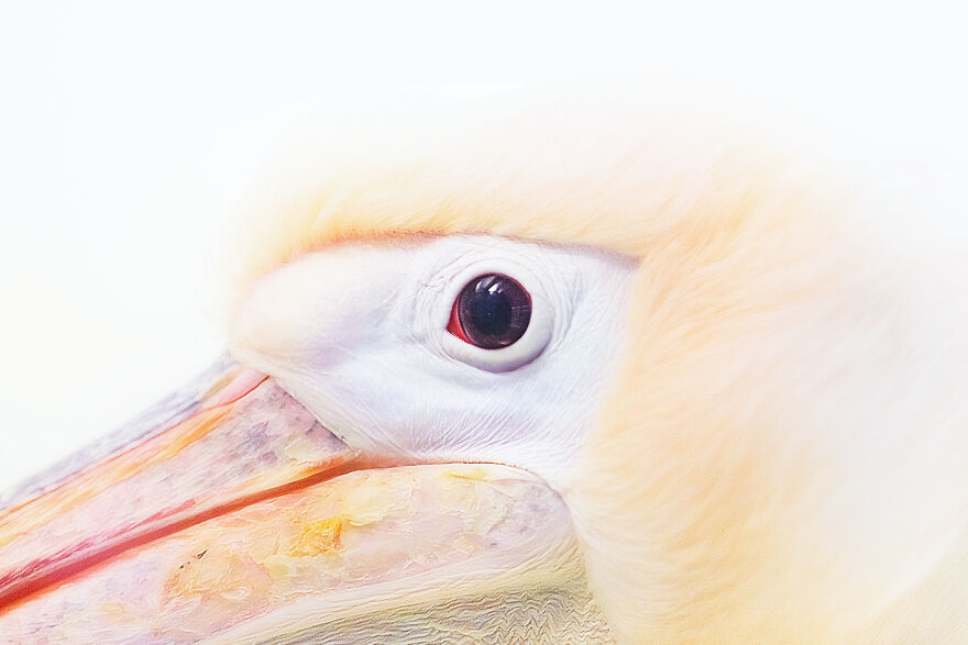 Marvelous Close Up Eye Portraits Taken At The Zoo By Mac So (5)