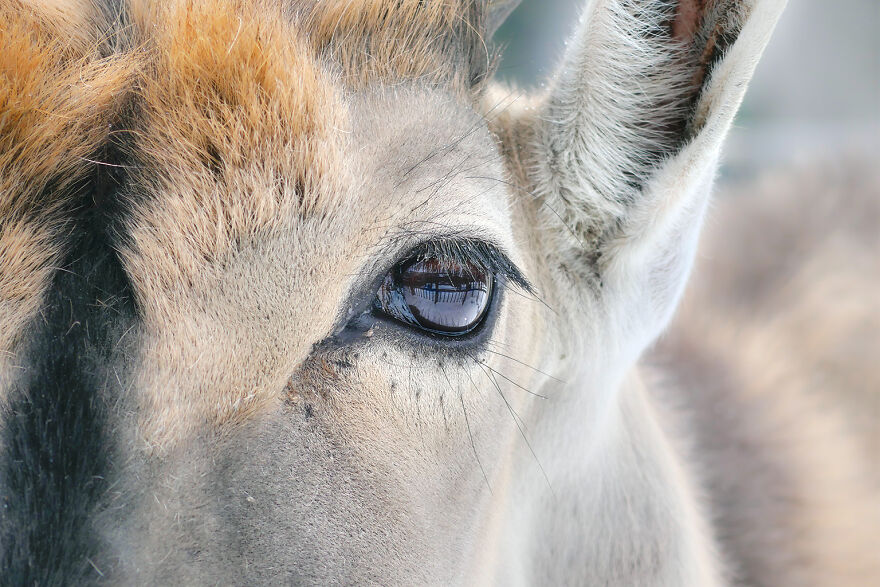 Marvelous Close Up Eye Portraits Taken At The Zoo By Mac So (8)