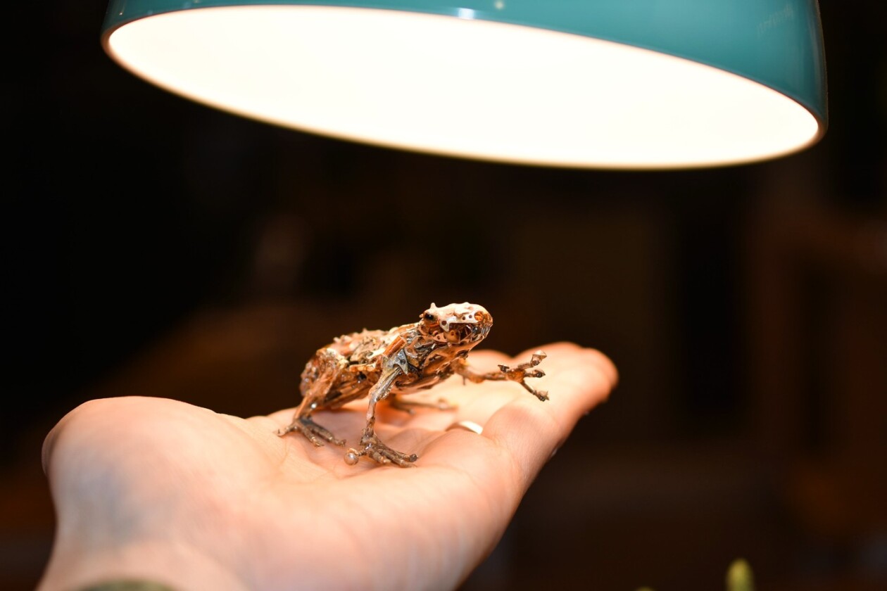 Spare Parts Of Clocks And Glasses Upcycled Into Incredible Animal Sculptures By Megane Tokei Ito (19)