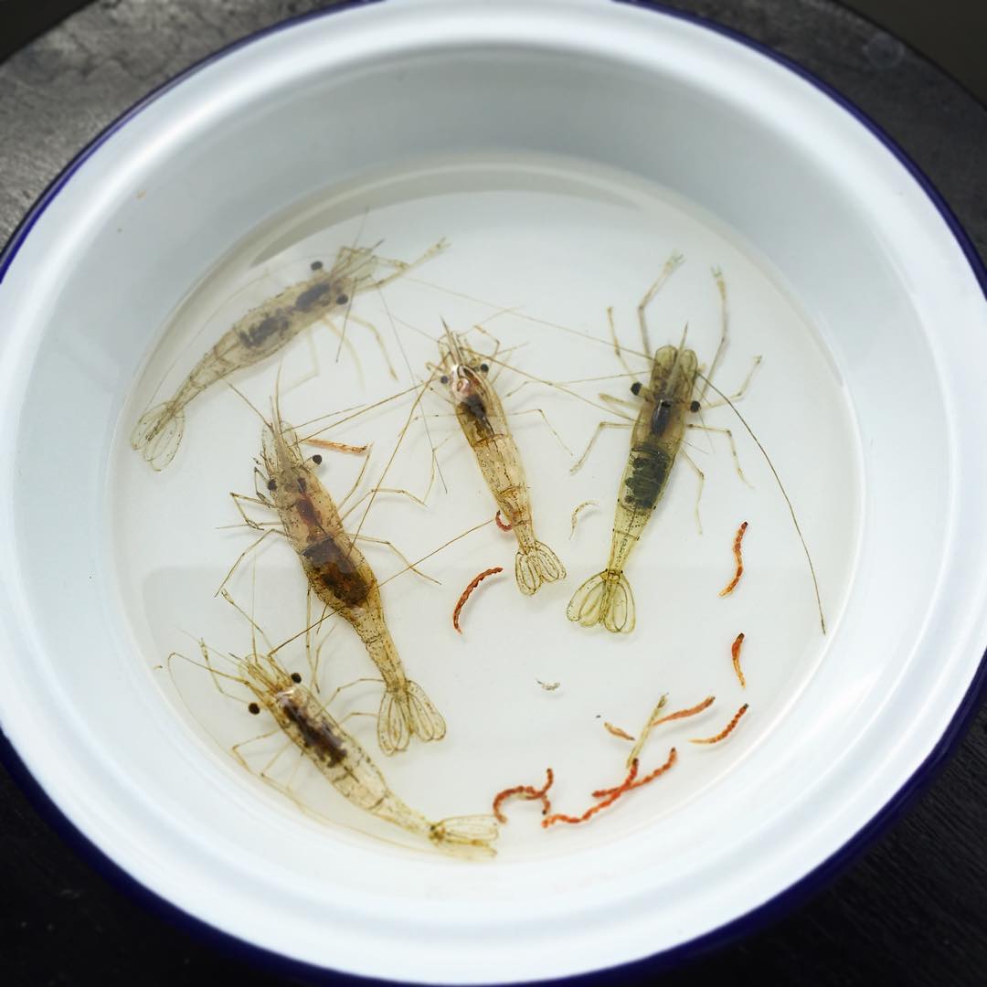 Alive Without Breath, 3d Animals Painted In Layers Of Resin By Keng Lye (11)