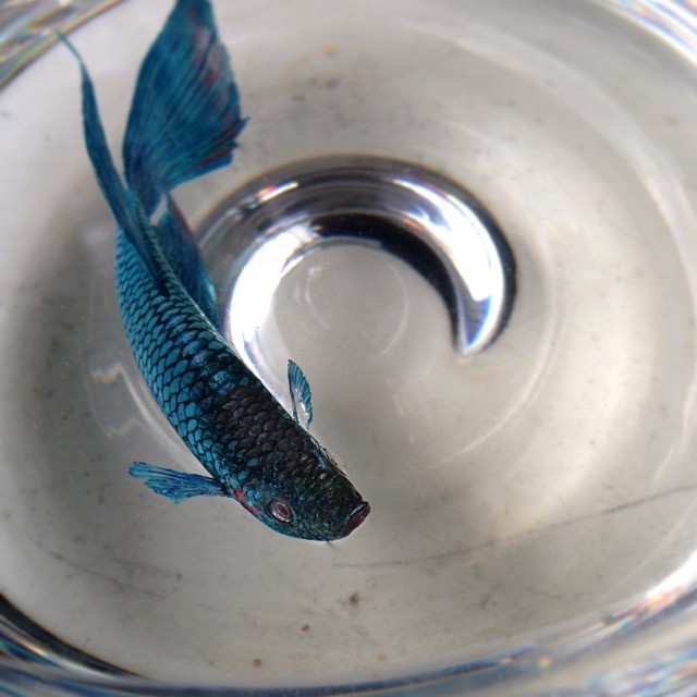 Alive Without Breath, 3d Animals Painted In Layers Of Resin By Keng Lye (6)