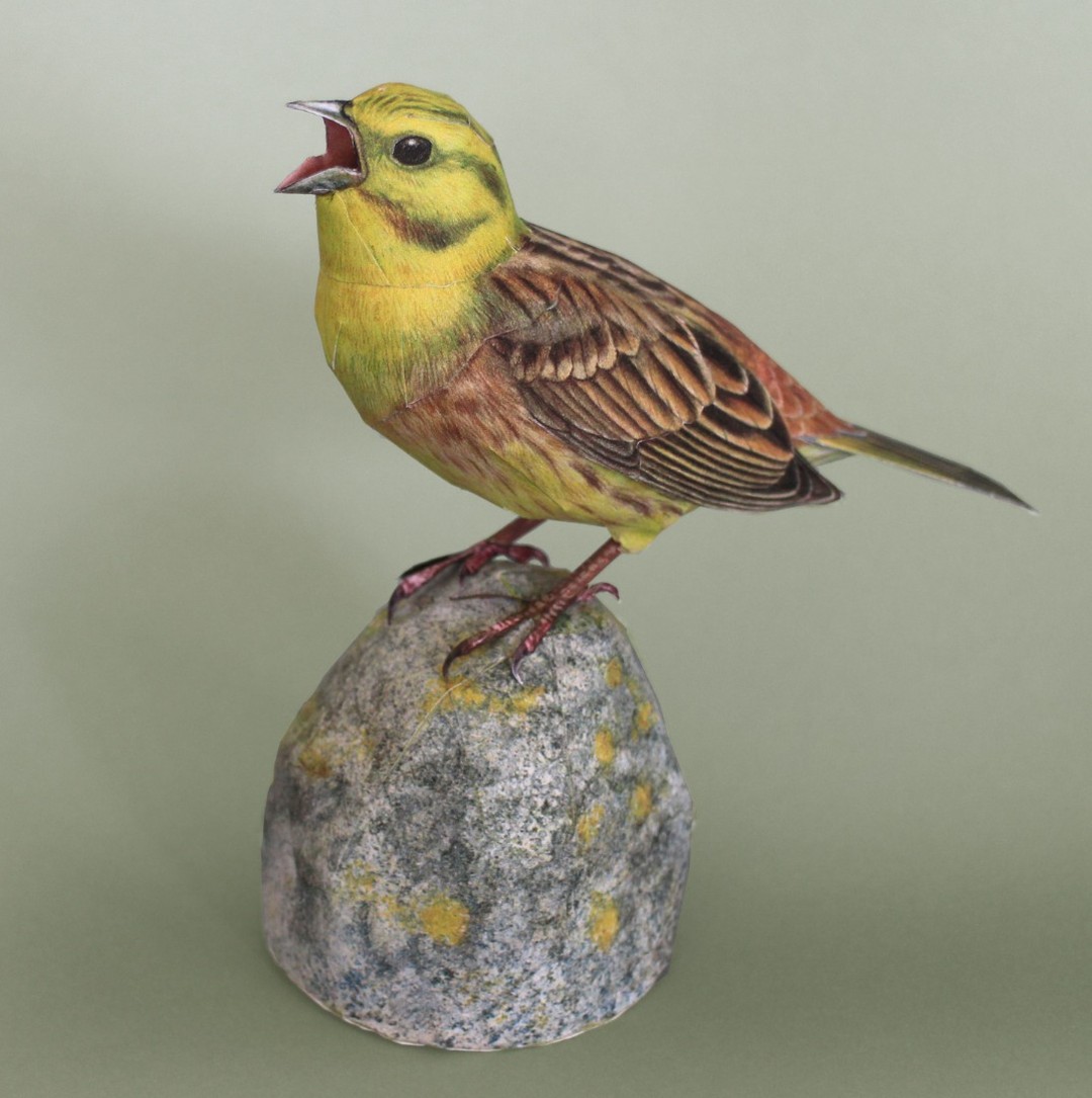 Hyper Realistic Bird Sculptures Made From Paper And Watercolor Paint By Johan Scherft (7)