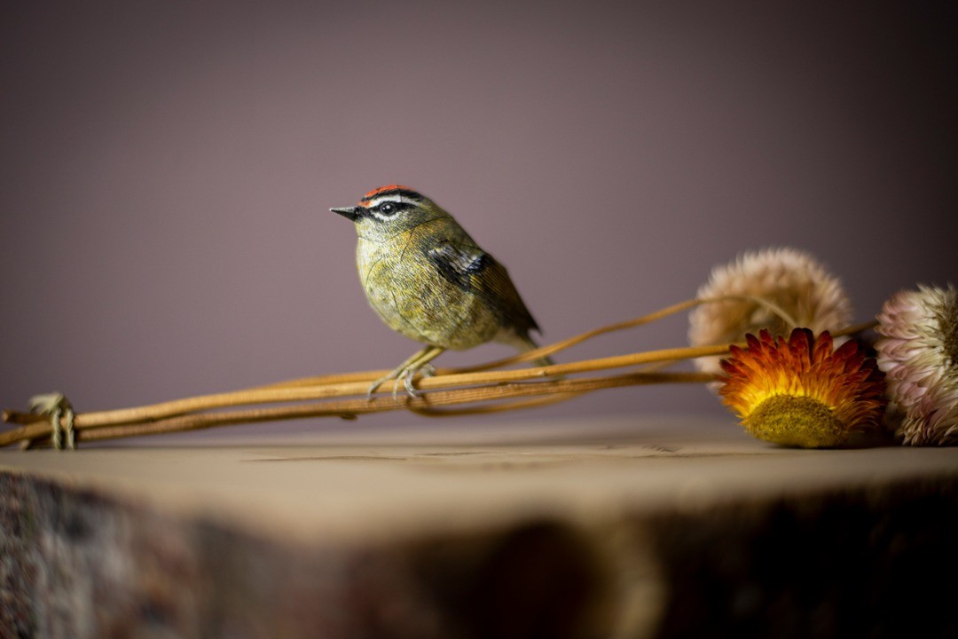 Hyper Realistic Bird Sculptures Made From Paper And Watercolor Paint By Johan Scherft (8)