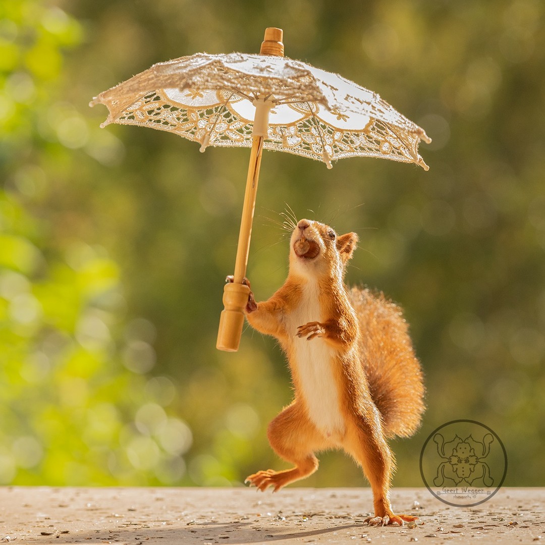 Photographer Geert Weggen Captured Lovely And Playful Pictures Of Squirrels In Action (9)