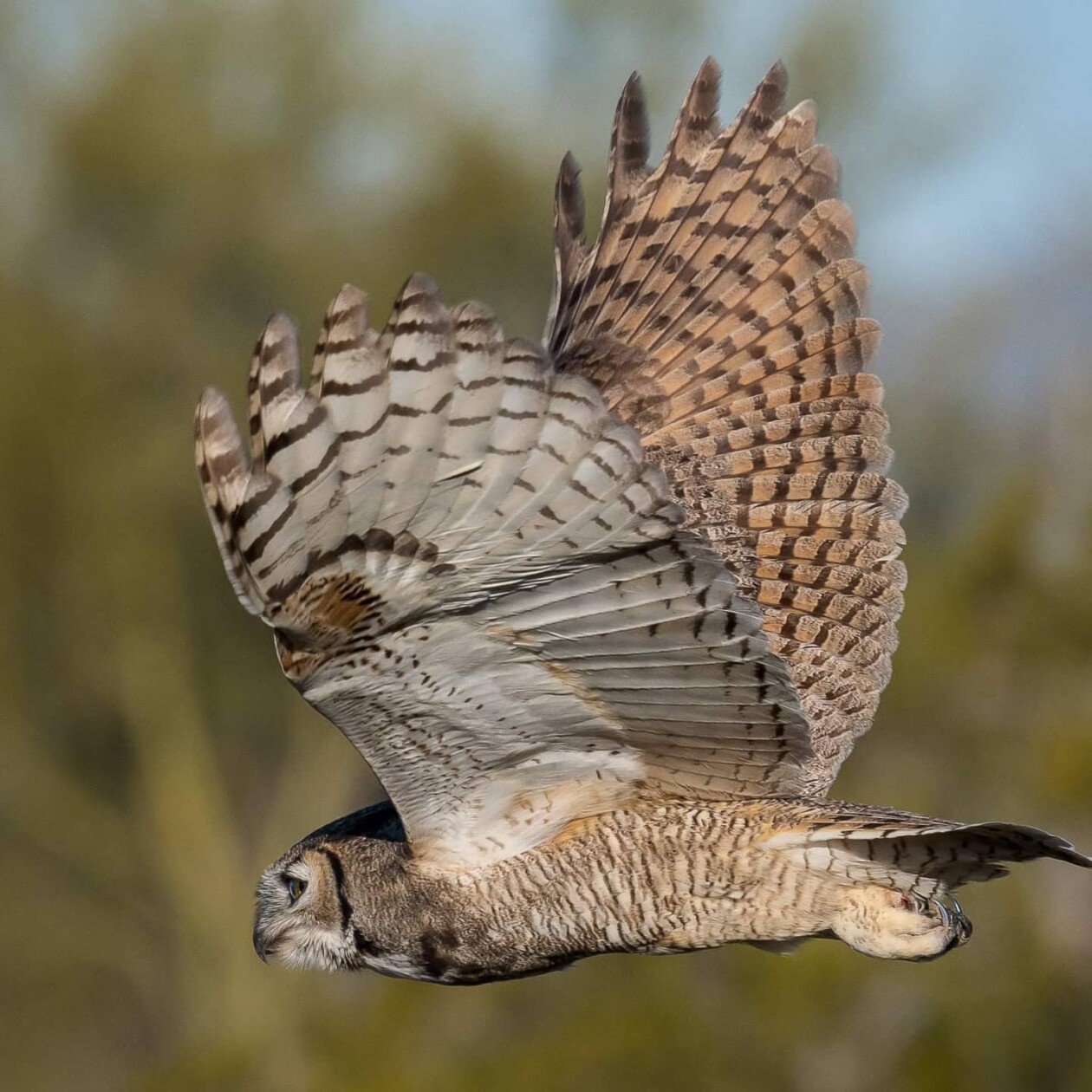 Photographer Joe Neely Captures Unforgettable Moments Featuring Wildlife (1)