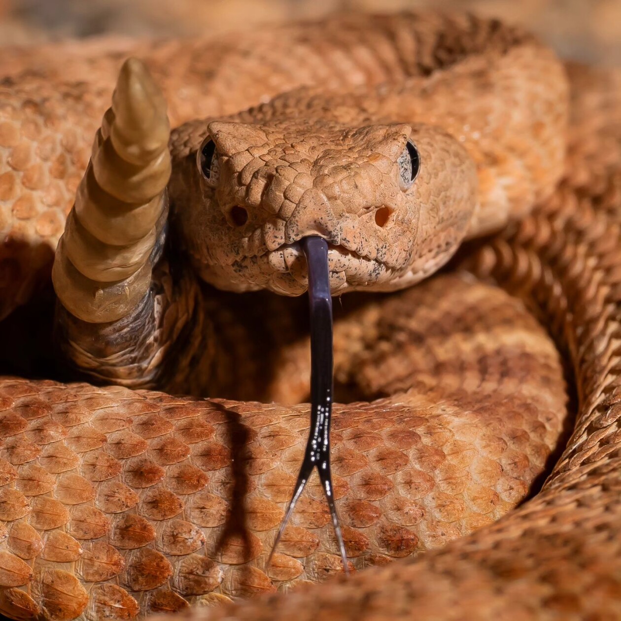 Photographer Joe Neely Captures Unforgettable Moments Featuring Wildlife (11)