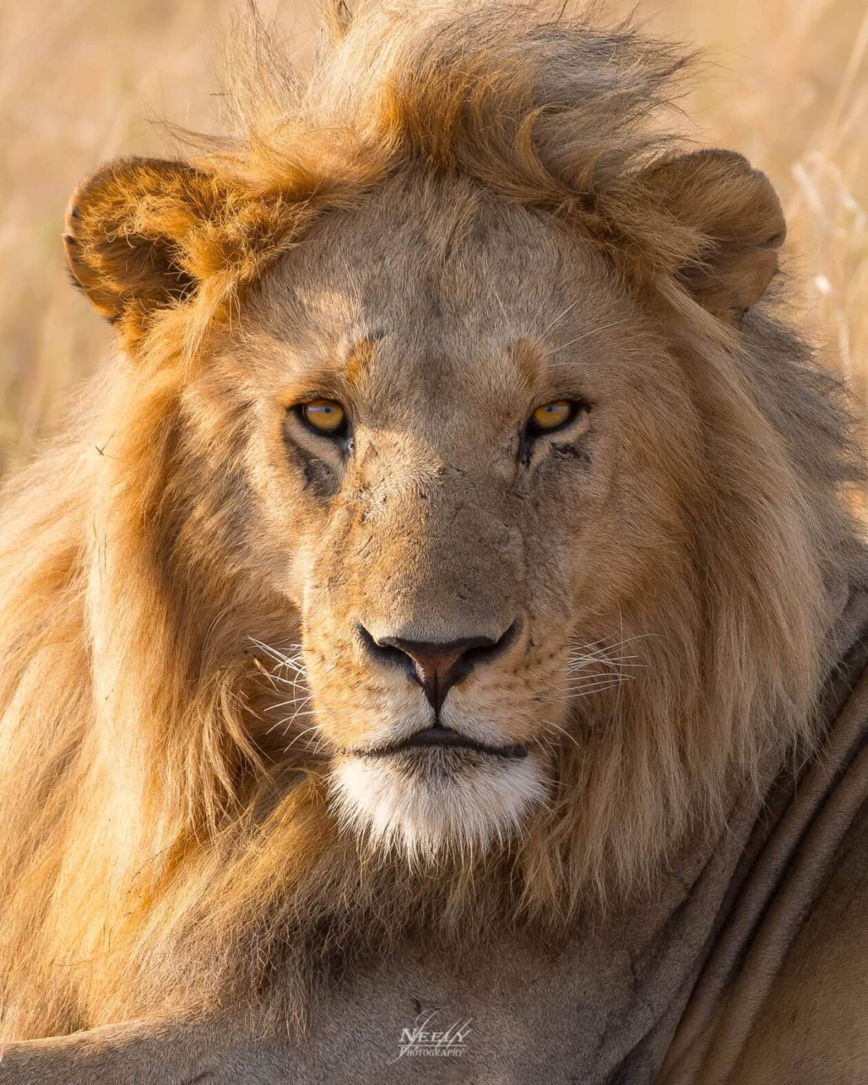 Photographer Joe Neely Captures Unforgettable Moments Featuring Wildlife (11)