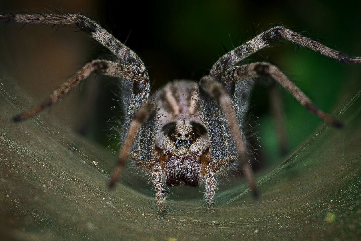 Photographer Joe Neely Captures Unforgettable Moments Featuring Wildlife (12)