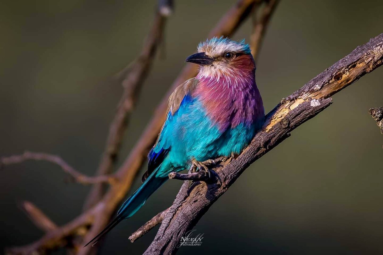 Photographer Joe Neely Captures Unforgettable Moments Featuring Wildlife (12)