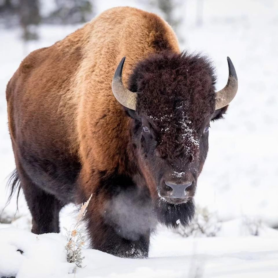 Photographer Joe Neely Captures Unforgettable Moments Featuring Wildlife (13)