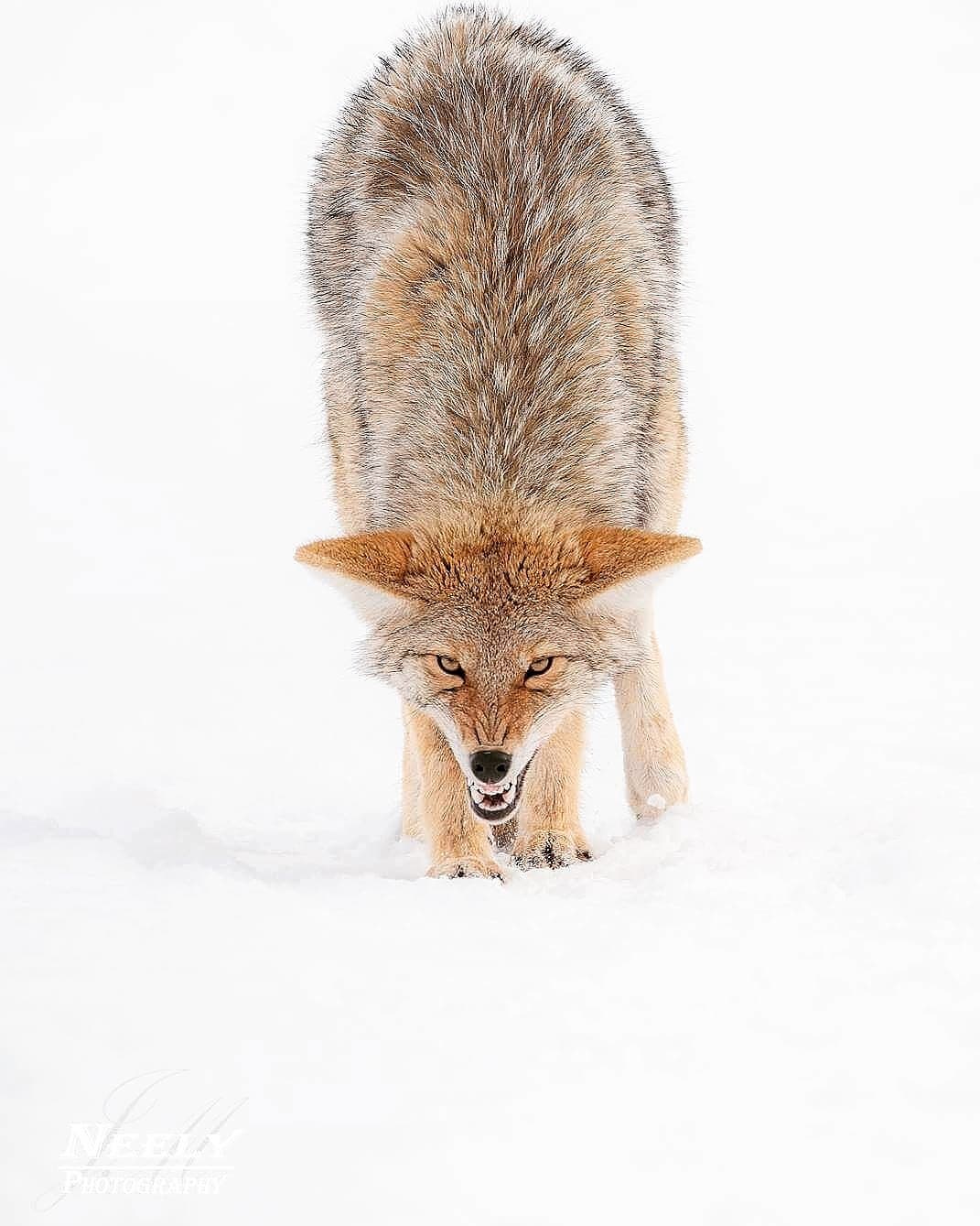 Photographer Joe Neely Captures Unforgettable Moments Featuring Wildlife (13)