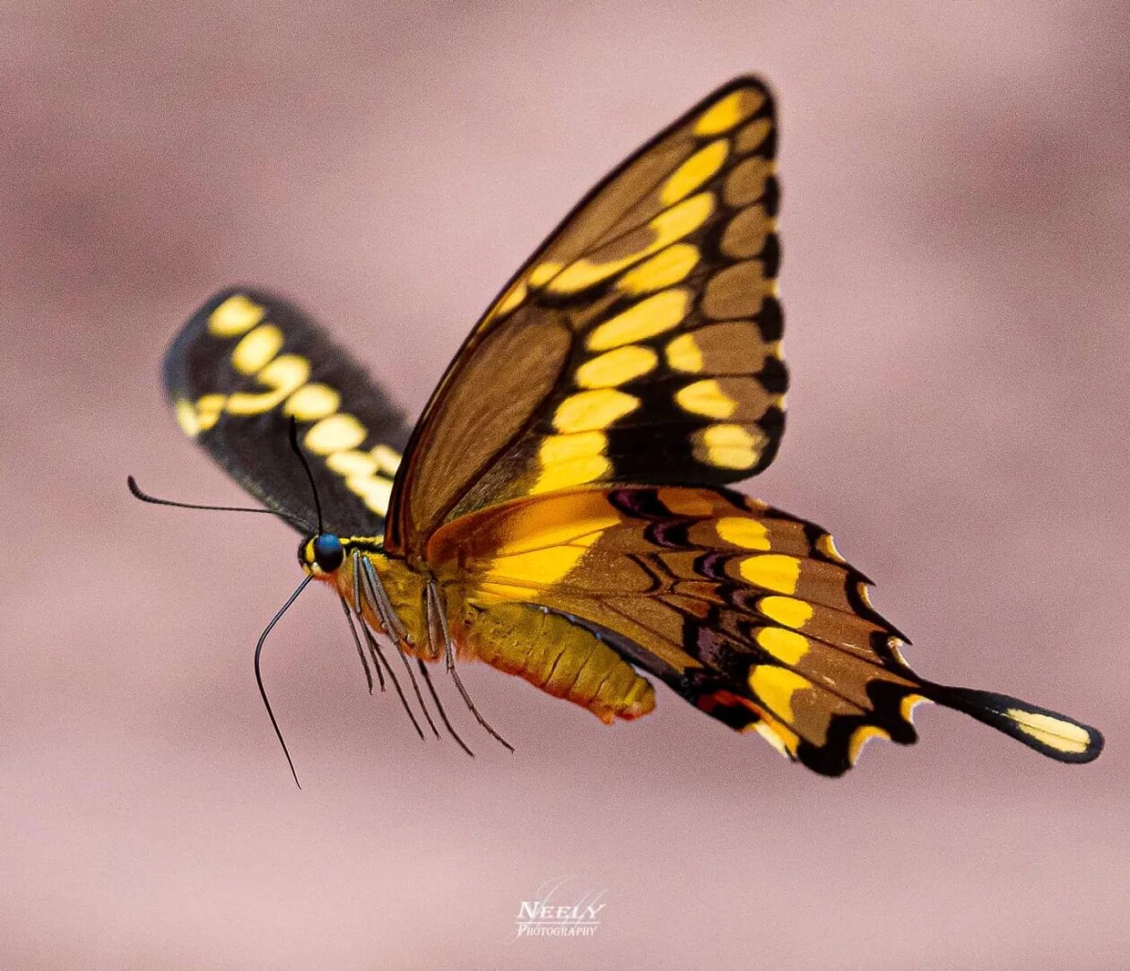 Photographer Joe Neely Captures Unforgettable Moments Featuring Wildlife (14)