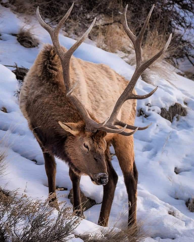 Photographer Joe Neely Captures Unforgettable Moments Featuring Wildlife (14)