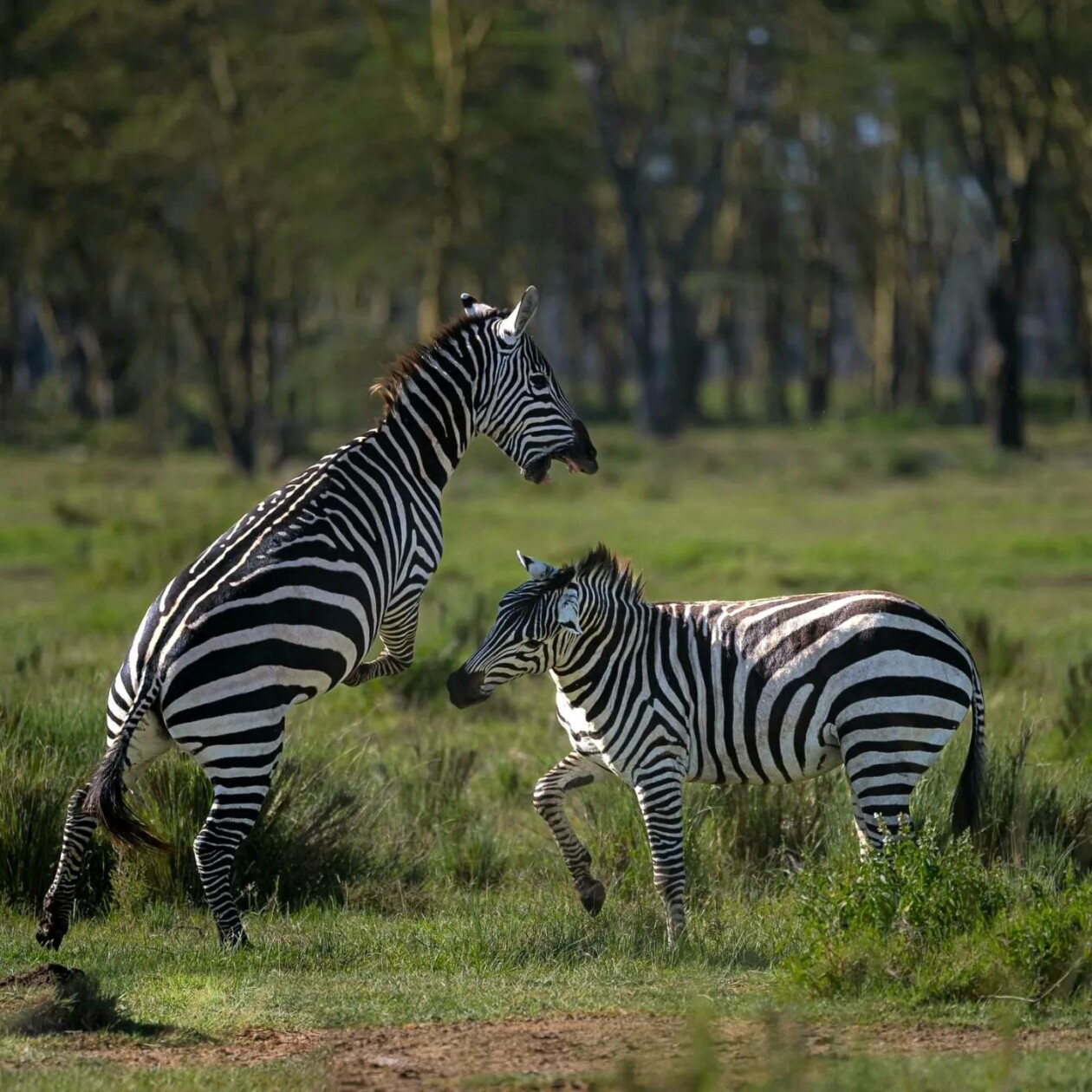 Photographer Joe Neely Captures Unforgettable Moments Featuring Wildlife (3)