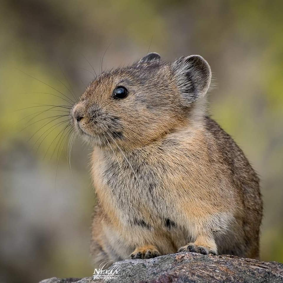 Photographer Joe Neely Captures Unforgettable Moments Featuring Wildlife (3)