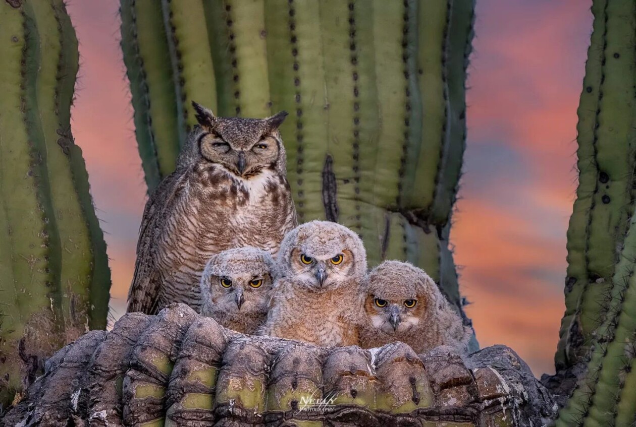 Photographer Joe Neely Captures Unforgettable Moments Featuring Wildlife (4)