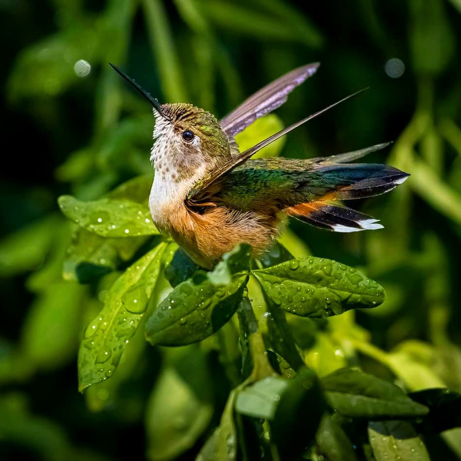 Photographer Joe Neely Captures Unforgettable Moments Featuring Wildlife (5)