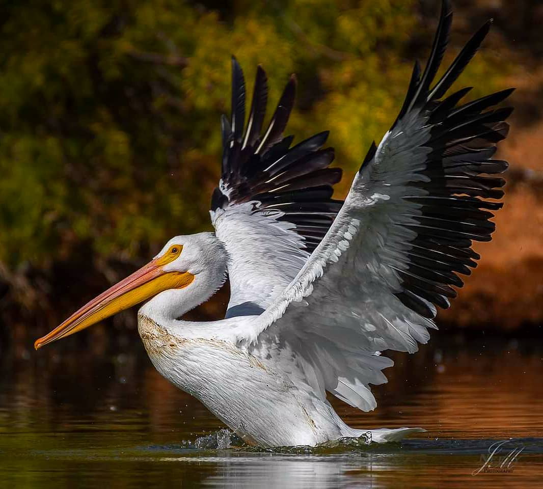 Photographer Joe Neely Captures Unforgettable Moments Featuring Wildlife (6)