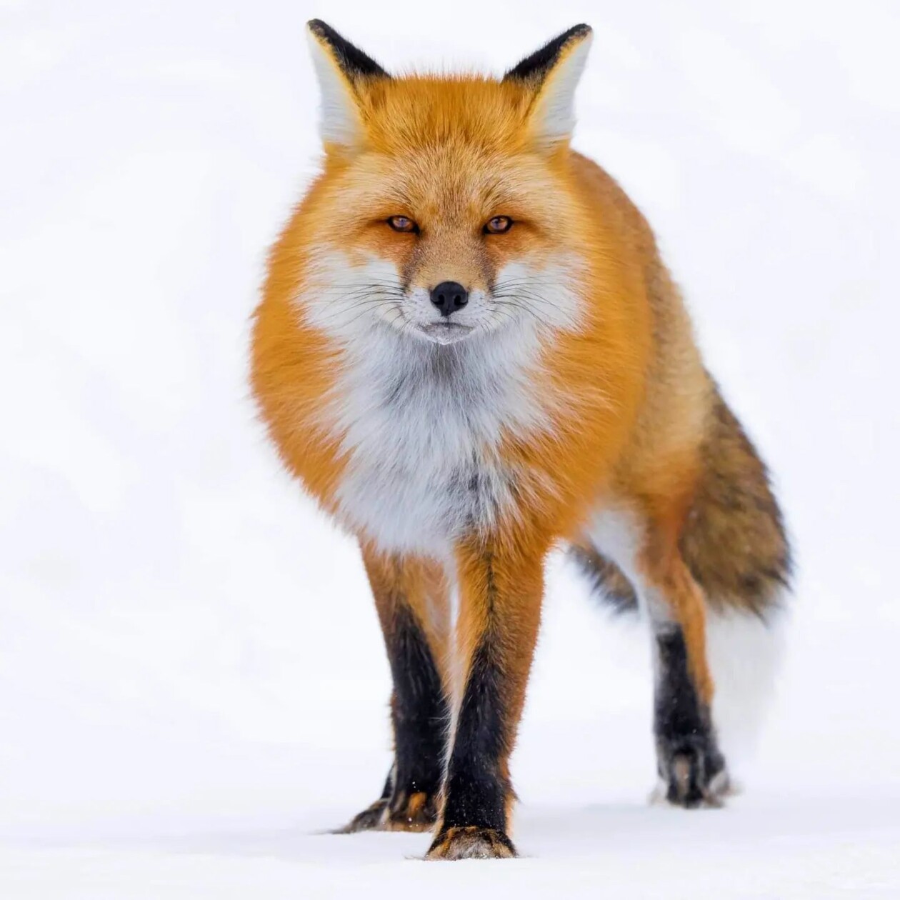 Photographer Joe Neely Captures Unforgettable Moments Featuring Wildlife (8)