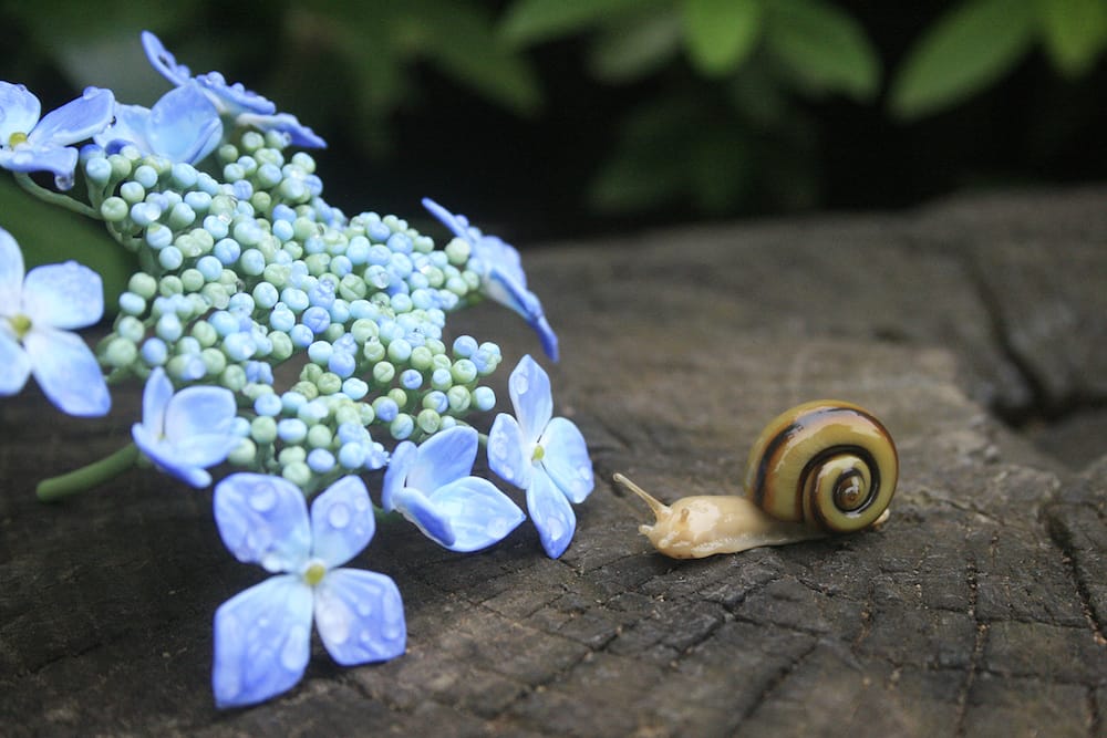 Amazingly Realistic Insect And Plant Glass Sculptures By Yuki Tsunoda (12)