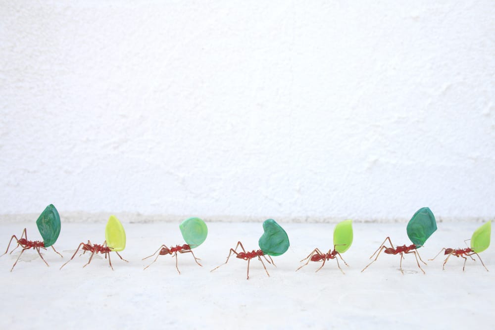 Amazingly Realistic Insect And Plant Glass Sculptures By Yuki Tsunoda (8)