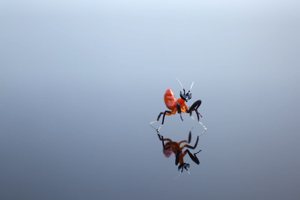 Amazingly Realistic Insect And Plant Glass Sculptures By Yuki Tsunoda (9)