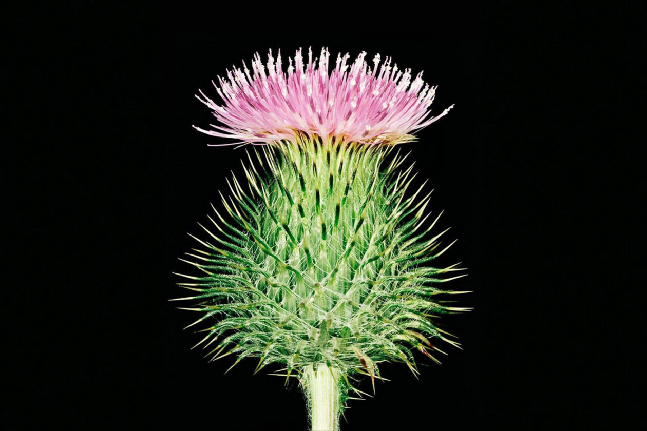 Capturing Nature's Ephemeral Beauty, The Photography Of Helene Schmitz (13)