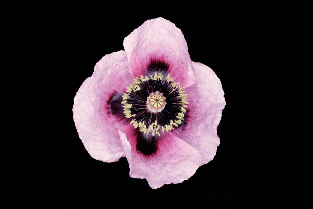 Capturing Nature's Ephemeral Beauty, The Photography Of Helene Schmitz (14)