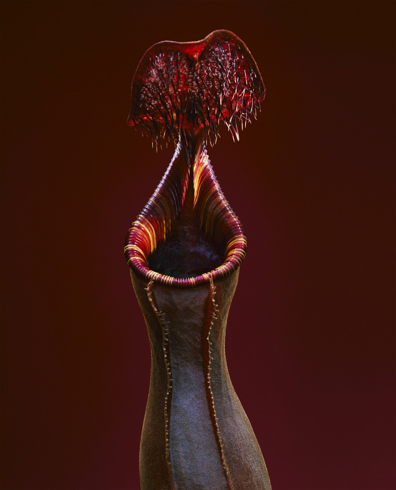 Capturing Nature's Ephemeral Beauty, The Photography Of Helene Schmitz (3)