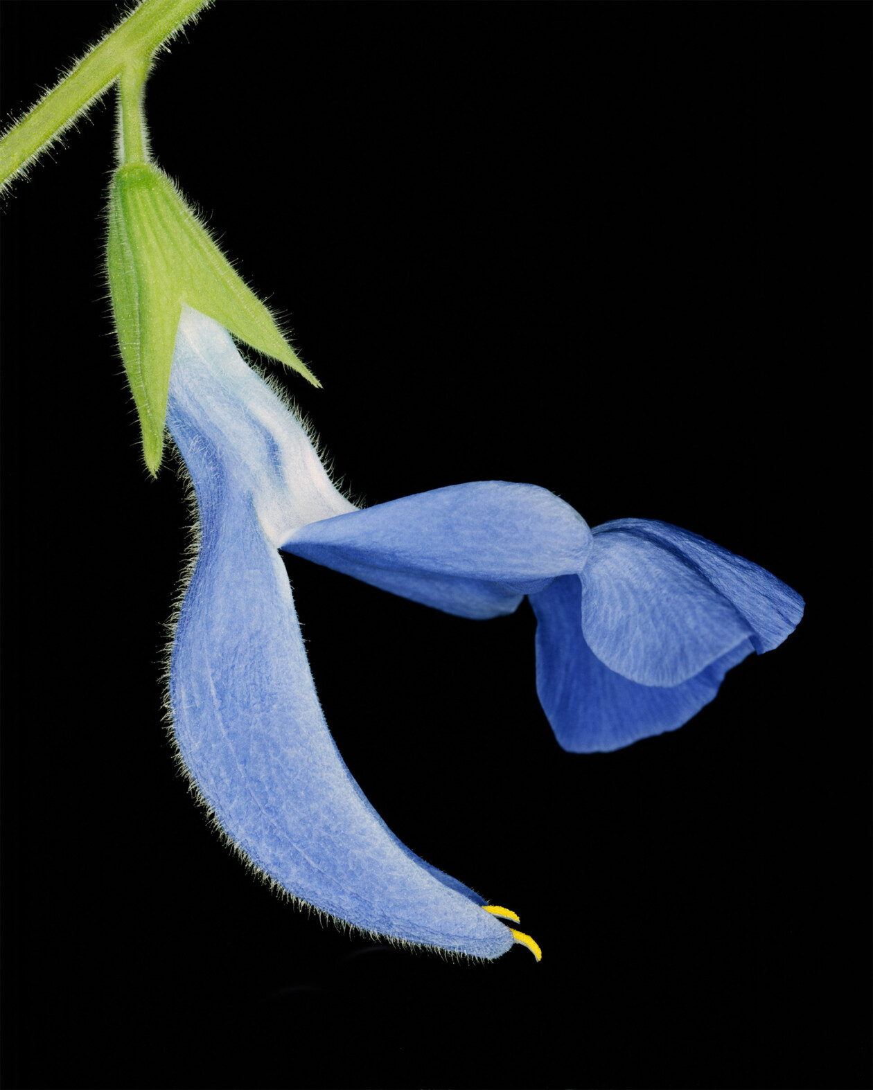 Capturing Nature's Ephemeral Beauty, The Photography Of Helene Schmitz (4)