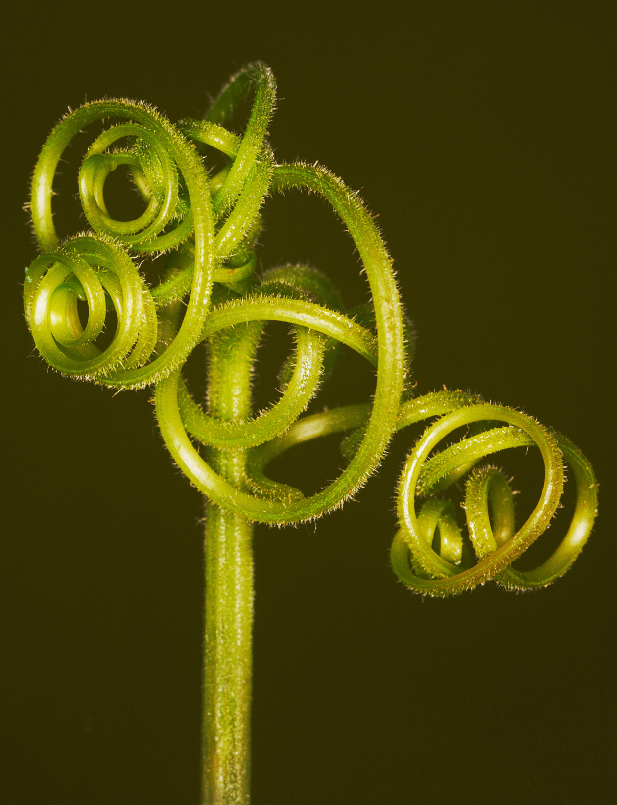 Capturing Nature's Ephemeral Beauty, The Photography Of Helene Schmitz (5)