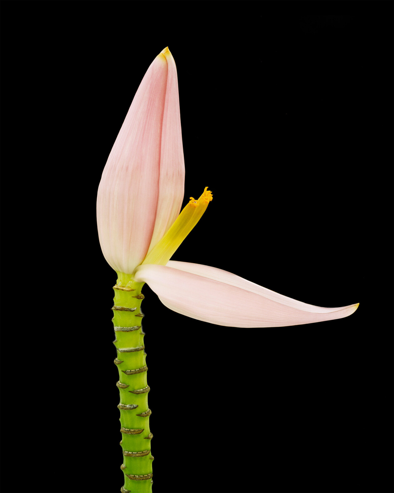 Capturing Nature's Ephemeral Beauty, The Photography Of Helene Schmitz (7)