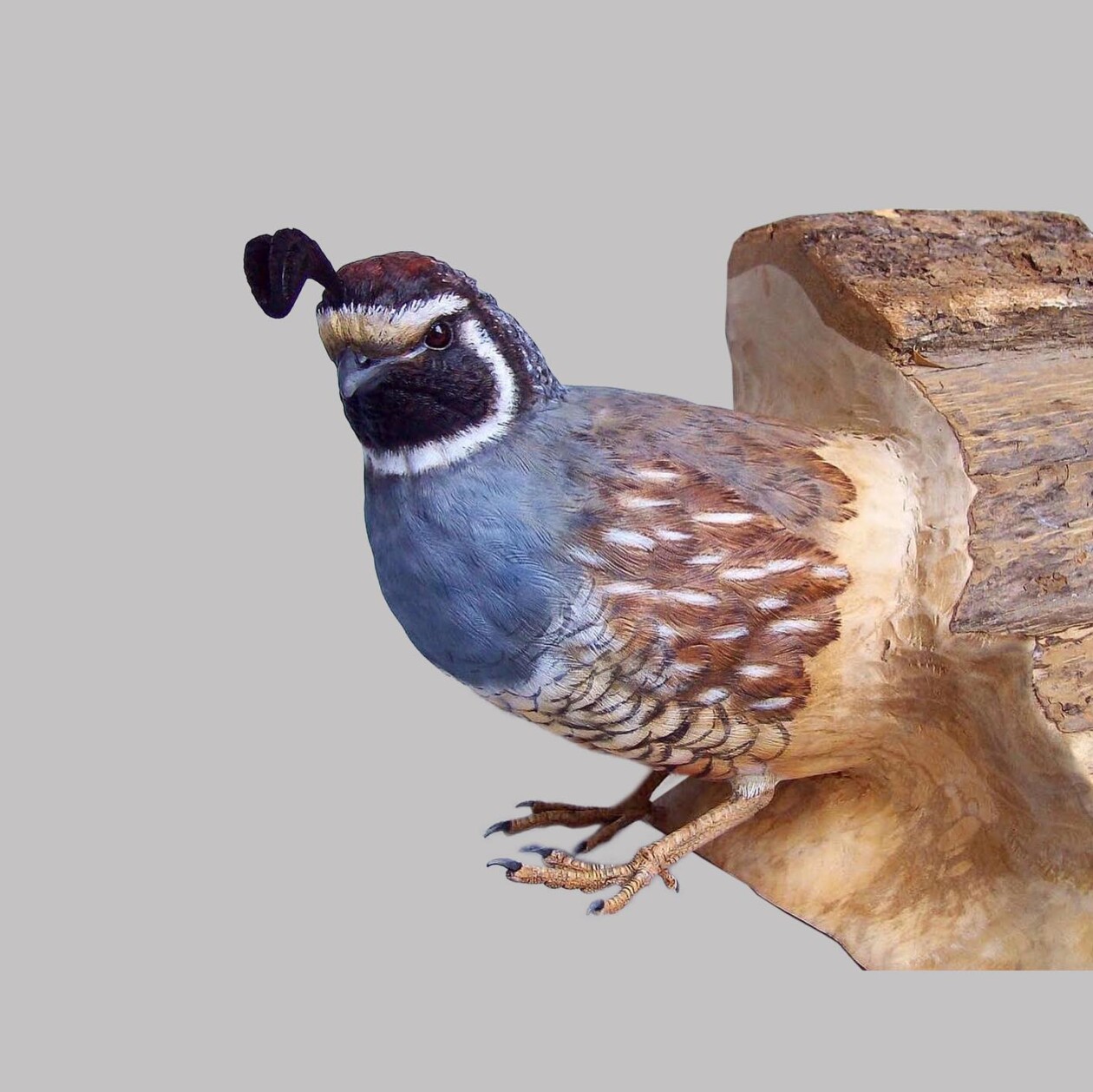 From Branch To Breathtaking, The Art Of Chris Wilson's Wildlife Sculptures (6)